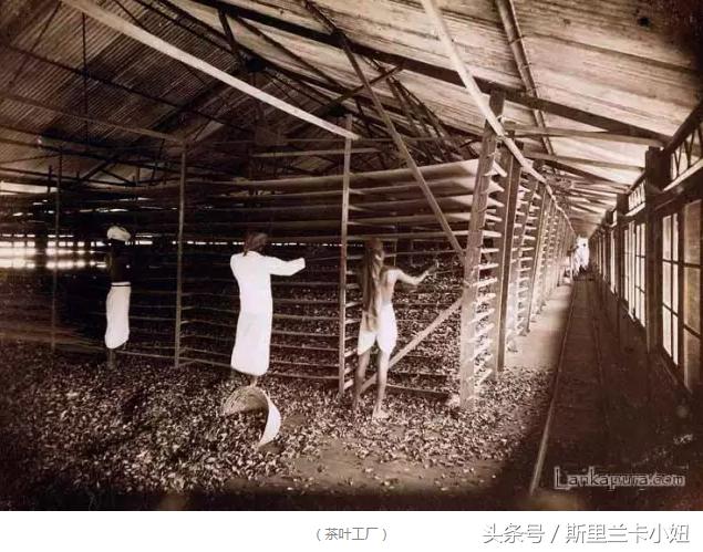 王健林海外投资靠谱吗,王健林投资瑞士新西兰