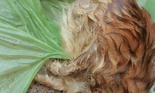 母狗怀孕胎死腹中,母狗怀孕被抛弃