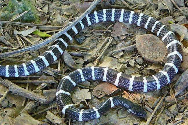 养宠物科普,科普养蛇小知识博主直播