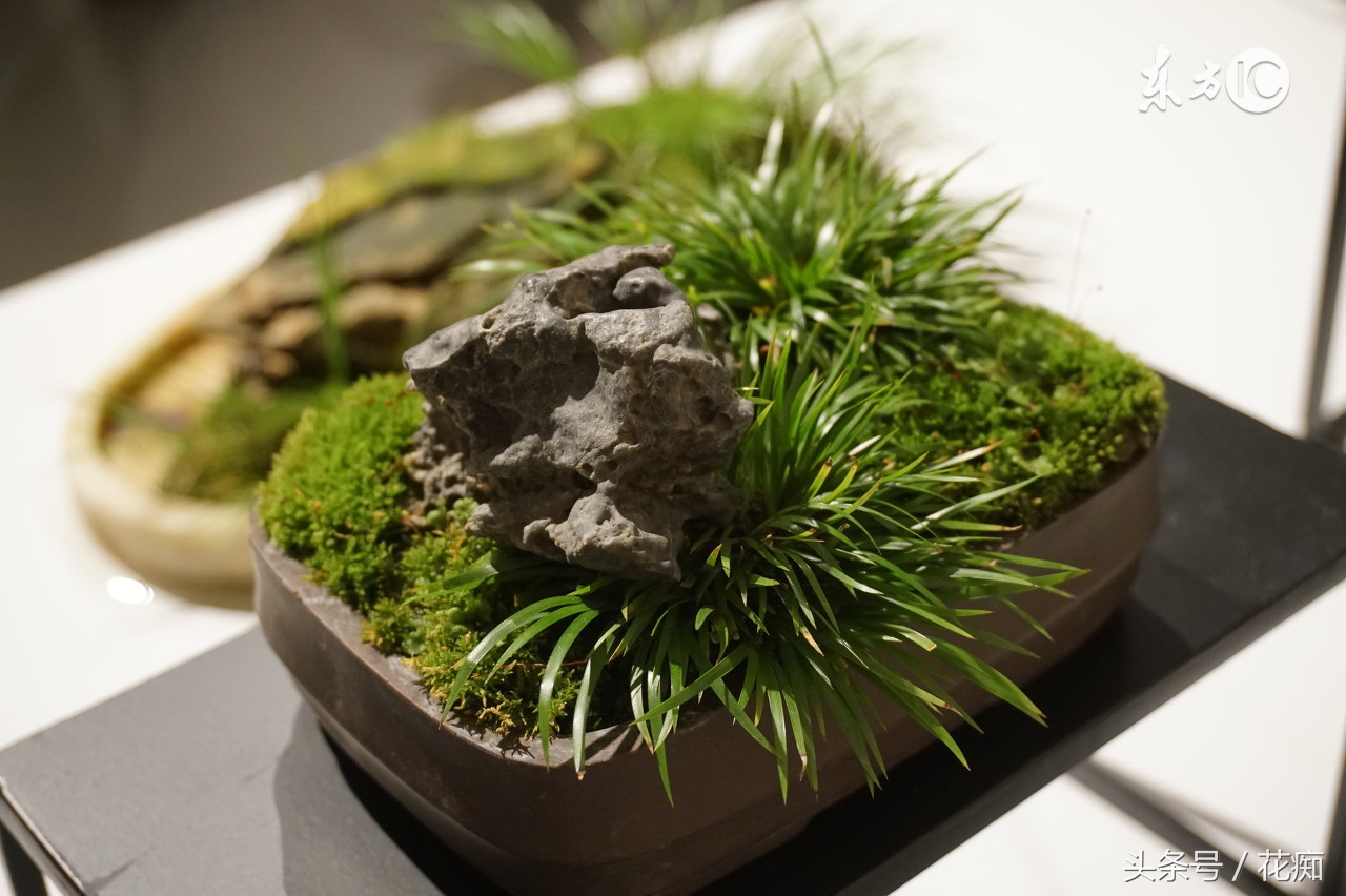 夏季菖蒲种植,夏季菖蒲养护