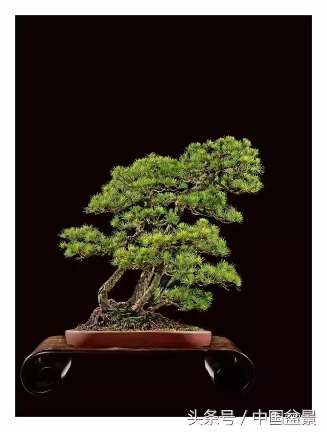 全国盆景拍卖前十 (盆景拍卖专场)