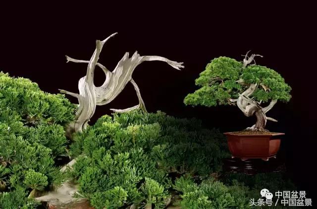 全国盆景拍卖前十 (盆景拍卖专场)