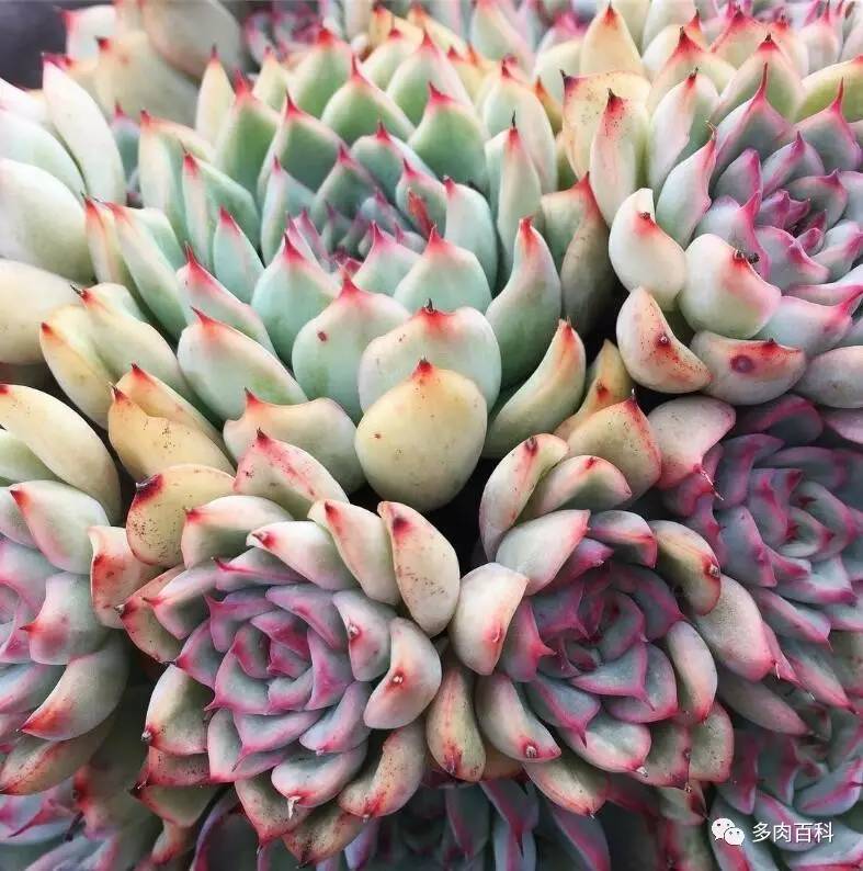 多肉植物有小黑飞了怎么治,多肉植物有小黑飞怎么办