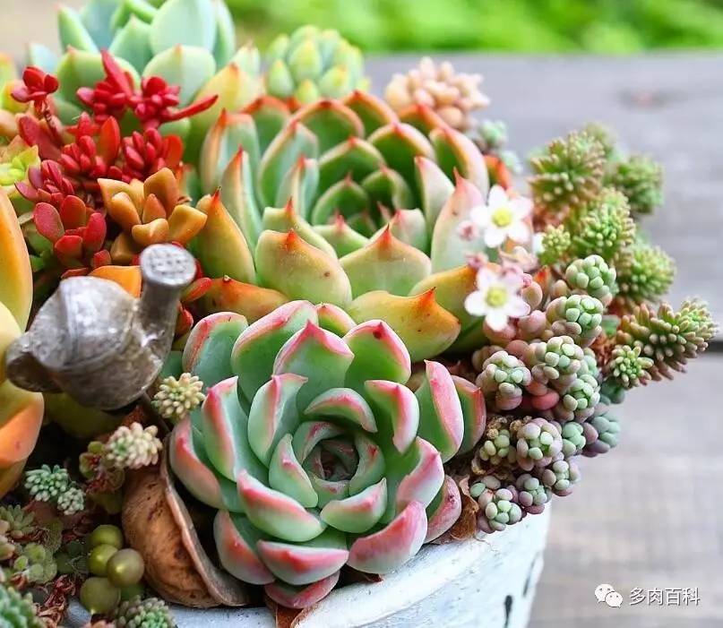 多肉植物有小黑飞了怎么治,多肉植物有小黑飞怎么办