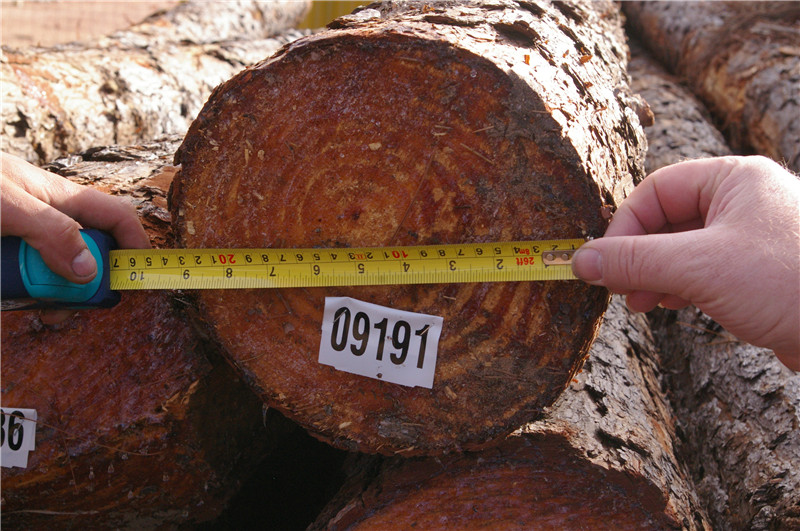 巴西第七天，松木堆场，检尺装柜