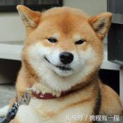 王思聪可以带狗上飞机吗 (王思聪飞机可以带狗吗)