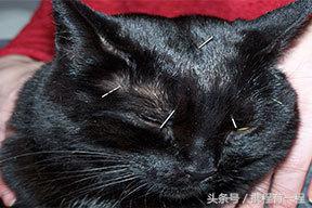 王思聪可以带狗上飞机吗 (王思聪飞机可以带狗吗)