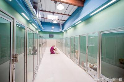 王思聪可以带狗上飞机吗 (王思聪飞机可以带狗吗)