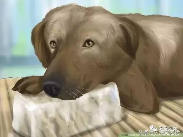 狗狗中暑引发心脏病怎么办,狗狗中暑后一直叫是怎么了