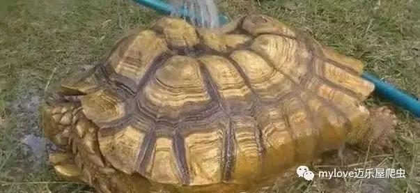 我是陆龟但是我也很怕热哦，千万不要让我暴晒哟