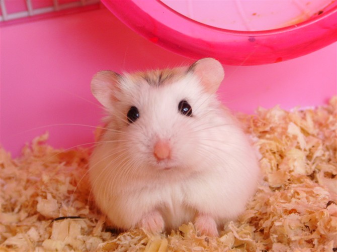 仓鼠肚皮湿湿的中暑了怎么办,仓鼠晒太阳中暑了能喝盐水吗