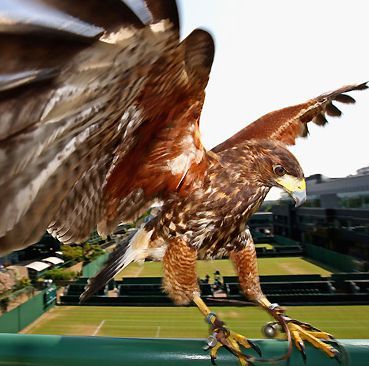 关于温网励志的故事简短,费德勒温网经典比赛