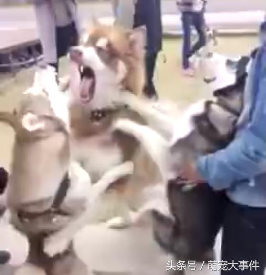 哈士奇阿拉斯加隔着笼子吵架,哈士奇和阿拉斯加吵架