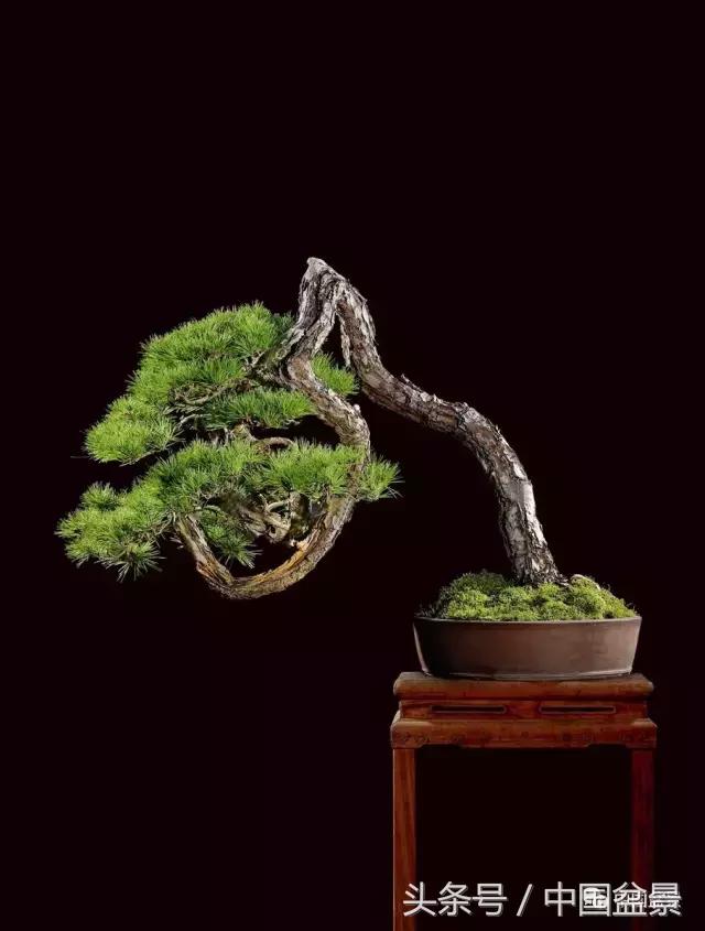 全国盆景拍卖前十 (盆景拍卖专场)