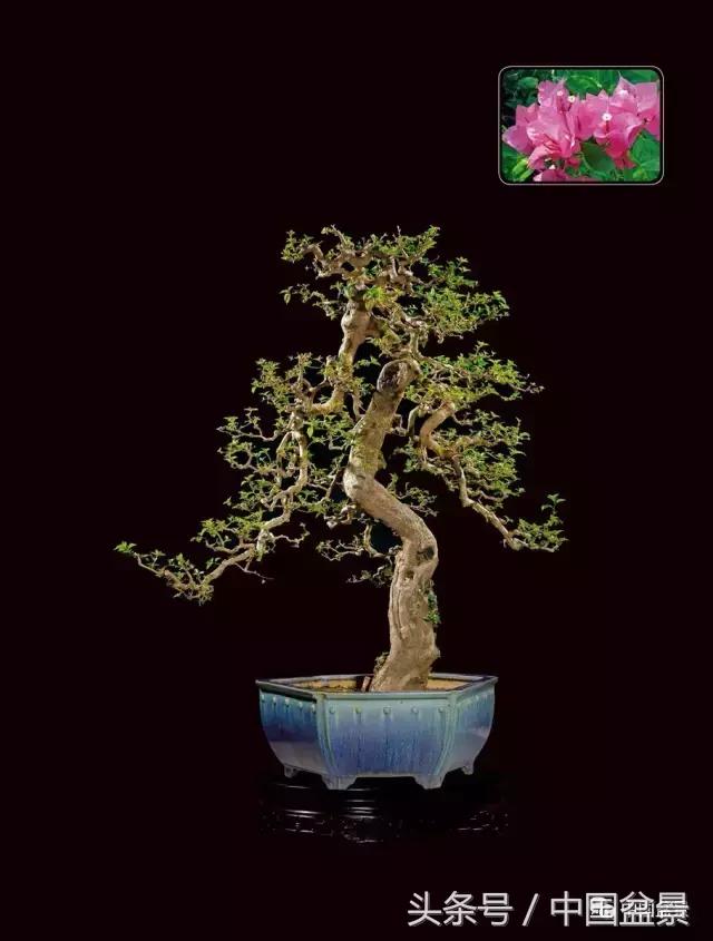 全国盆景拍卖前十 (盆景拍卖专场)