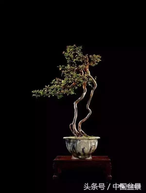 全国盆景拍卖前十 (盆景拍卖专场)