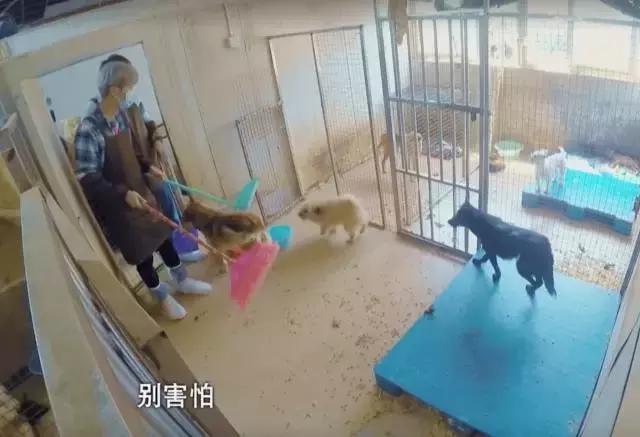 鹿晗约吧大明星,鹿晗关晓彤2017新年愿望