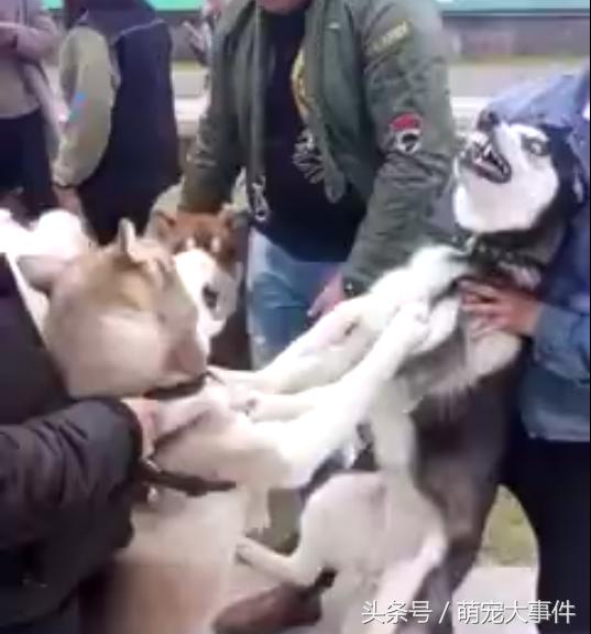 哈士奇阿拉斯加隔着笼子吵架,哈士奇和阿拉斯加吵架