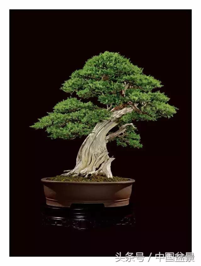 全国盆景拍卖前十 (盆景拍卖专场)