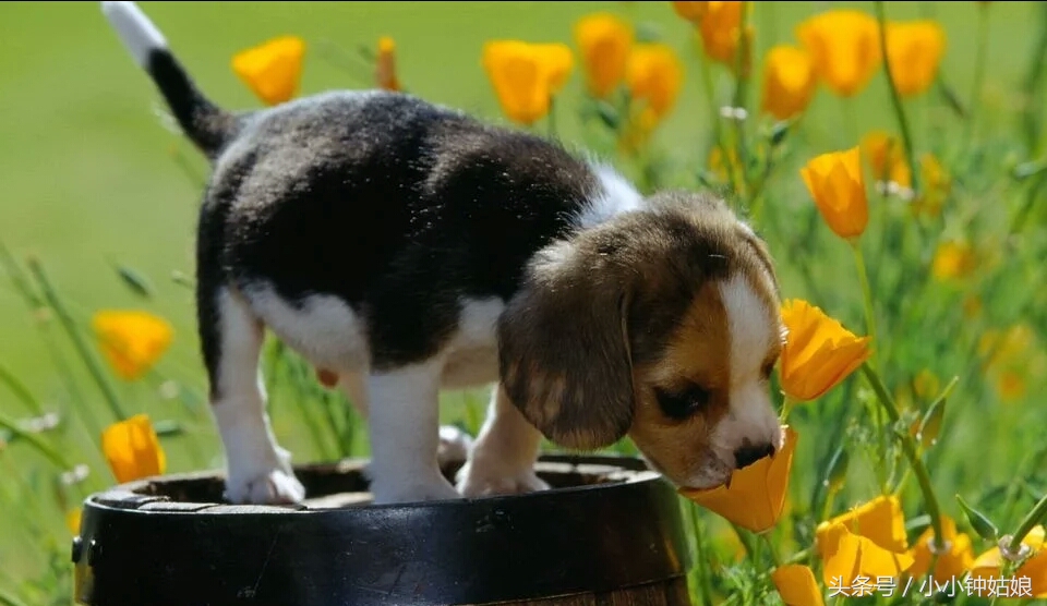 狗消化不良有哪些症状,狗消化不良会死吗