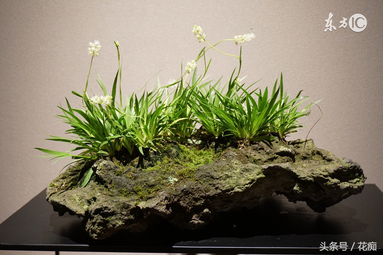 夏季菖蒲种植,夏季菖蒲养护