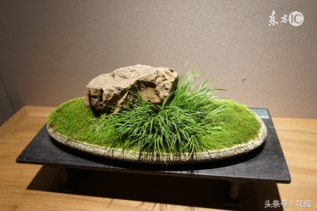 夏季菖蒲种植,夏季菖蒲养护