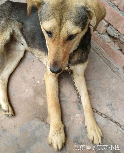 狗狗被毒蛇咬自己会找草药不,狗狗被咬伤了可以用什么草药