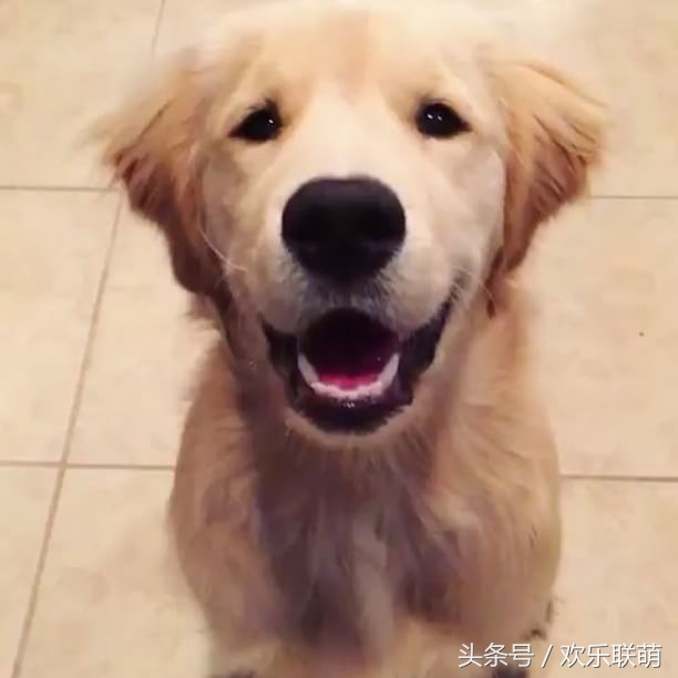 狗狗中暑缓解后是什么表现,天干物燥谨慎中暑