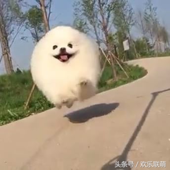 狗狗中暑缓解后是什么表现,天干物燥谨慎中暑