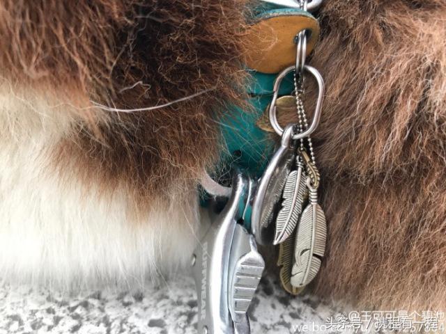 王思聪可以带狗上飞机吗 (王思聪飞机可以带狗吗)