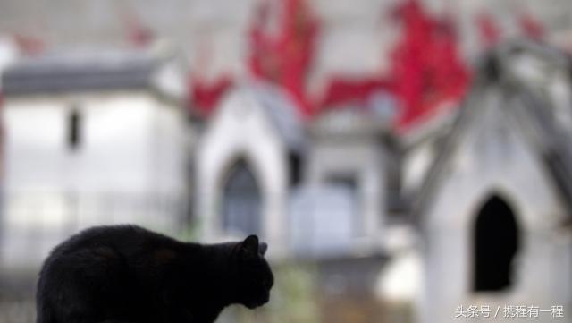 王思聪可以带狗上飞机吗 (王思聪飞机可以带狗吗)