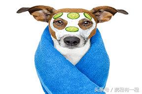 王思聪可以带狗上飞机吗 (王思聪飞机可以带狗吗)