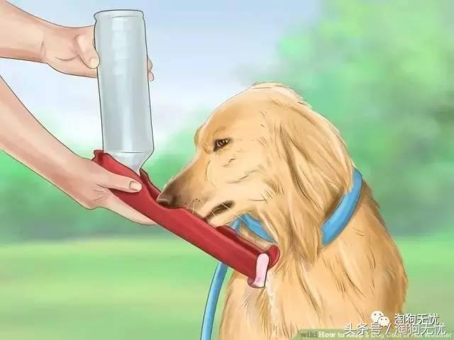 狗狗中暑引发心脏病怎么办,狗狗中暑后一直叫是怎么了