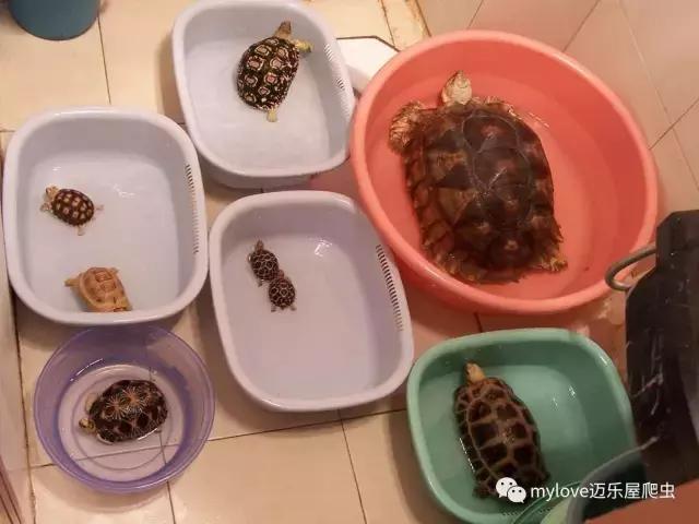 我是陆龟但是我也很怕热哦，千万不要让我暴晒哟