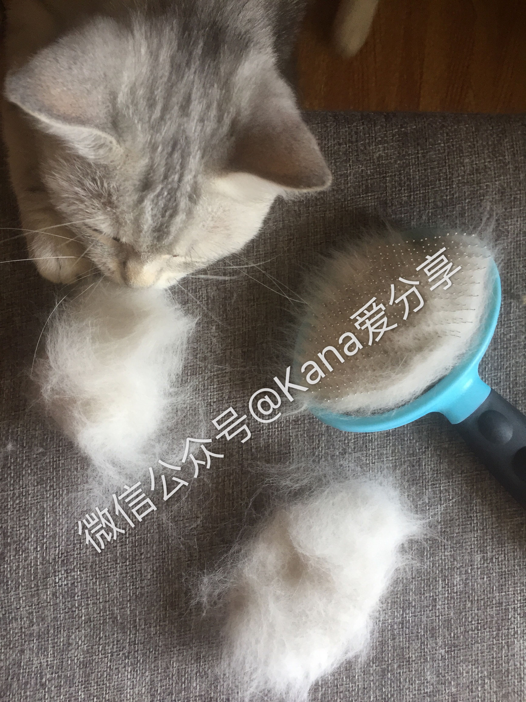 猫毛难剃,猫毛难拔怎么办