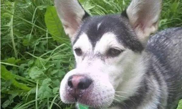 狗狗被蜜蜂蛰表情图,蜜蜂把狗狗脸蛰肿了图片