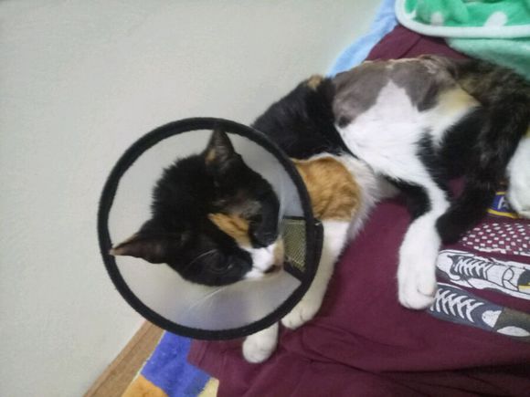 猫咪从5楼摔下以后在家怎么救治,猫咪从八楼摔下来怎么治疗