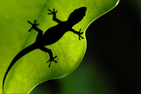 这个动物的尾巴补气之功可与人参媲美，还可以益肾精！