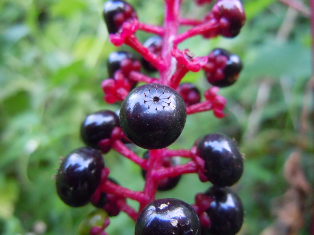 葡萄一样的水果李子,葡萄一样的猕猴桃