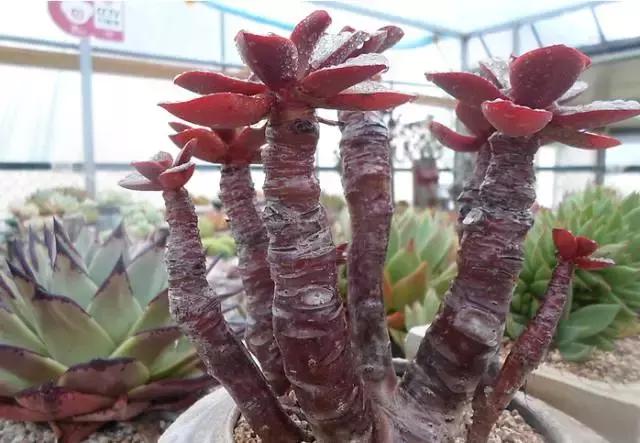 多肉老桩只剩下杆子了能养活吗,十年以上的多肉老桩有哪些