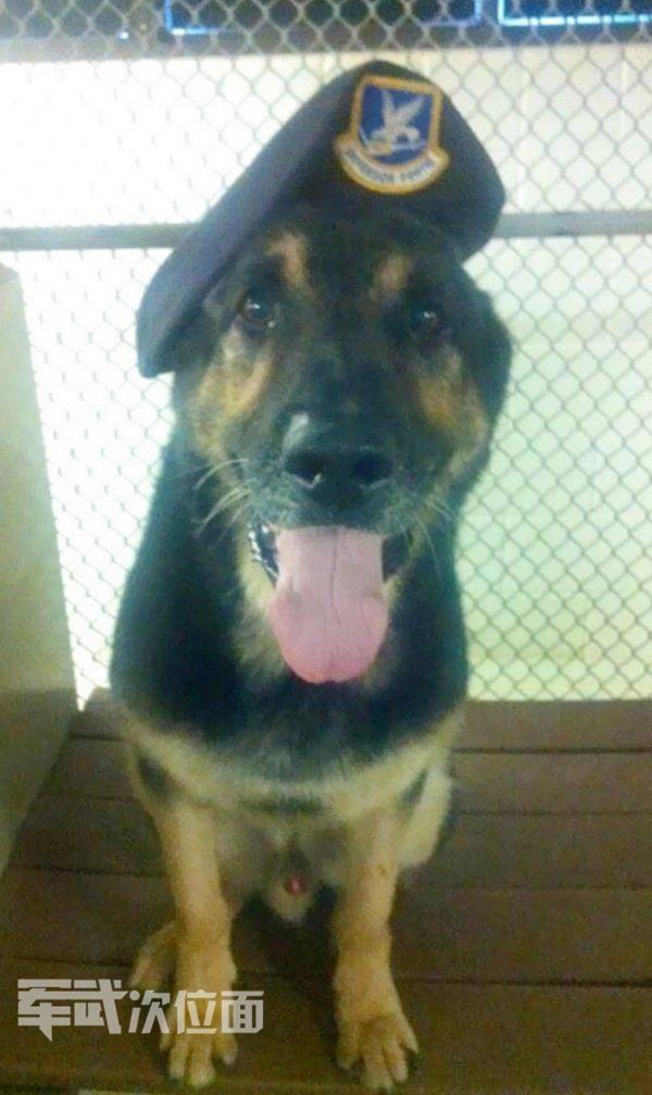 军犬的真实故事,军犬感人真实故事