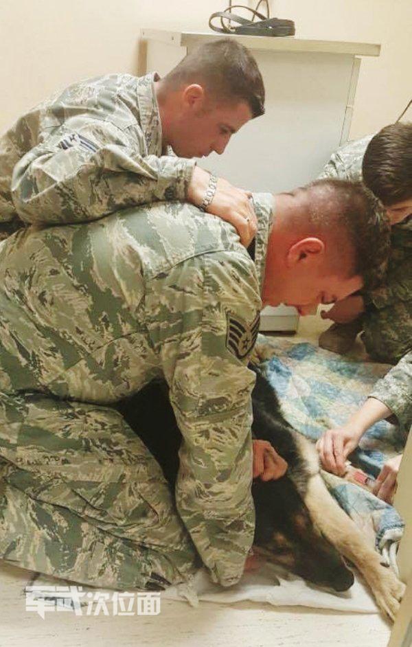 军犬的真实故事,军犬感人真实故事