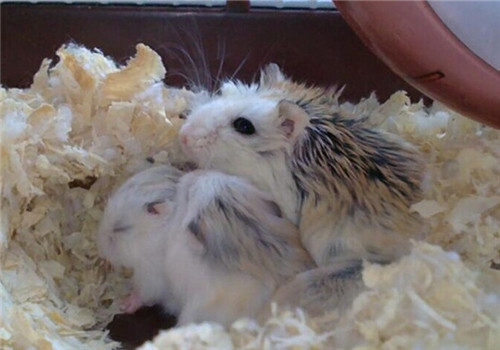 仓鼠肚皮湿湿的中暑了怎么办,仓鼠晒太阳中暑了能喝盐水吗