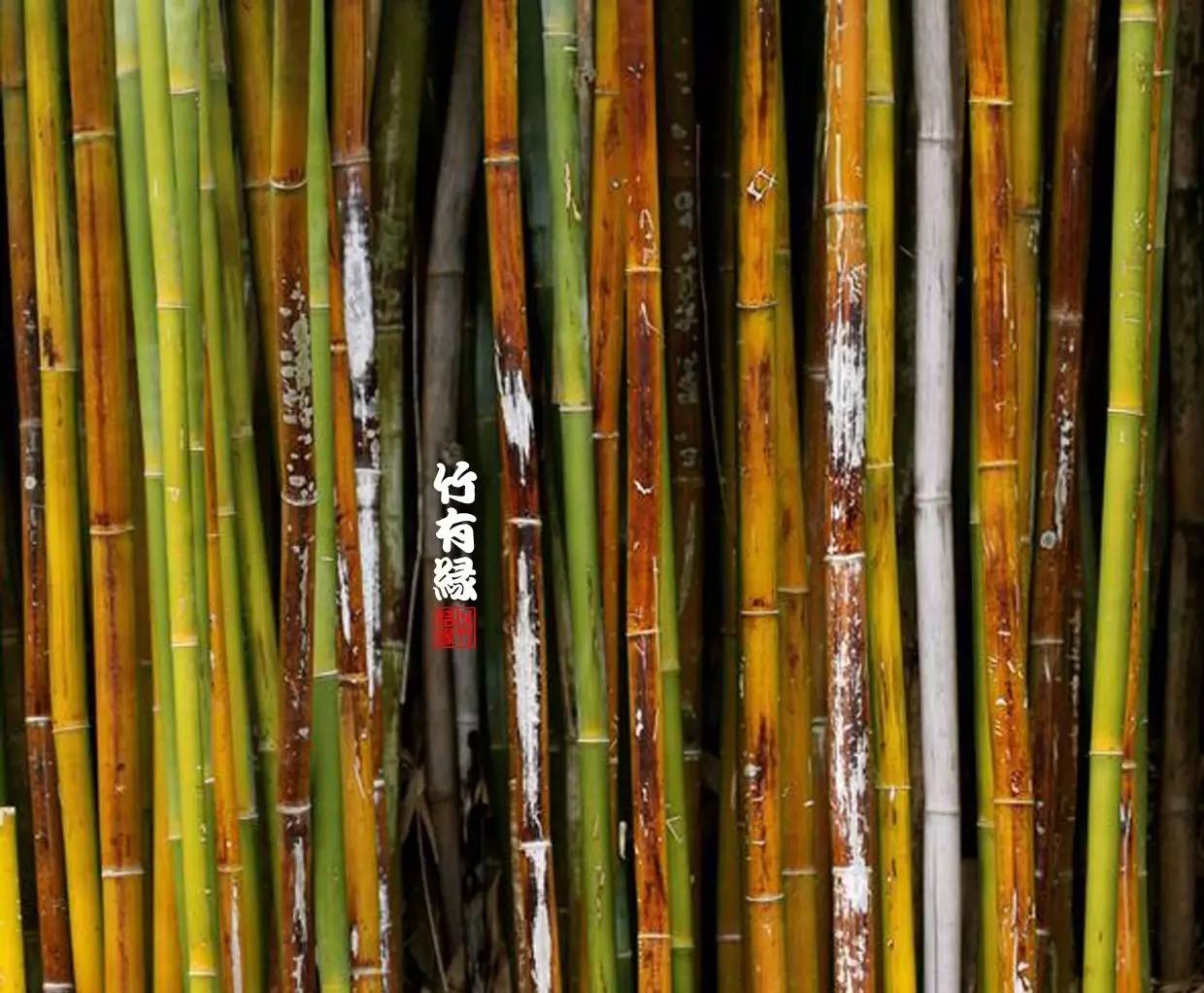 竹子染色水,竹子怎么无药染色