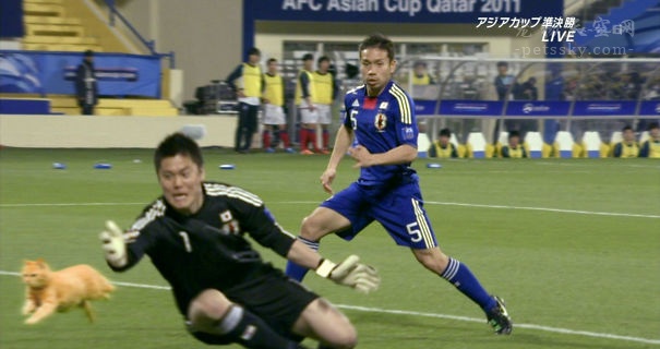 当把赛场上的足球PS成猫咪后，是不是有些搞笑？（12张）