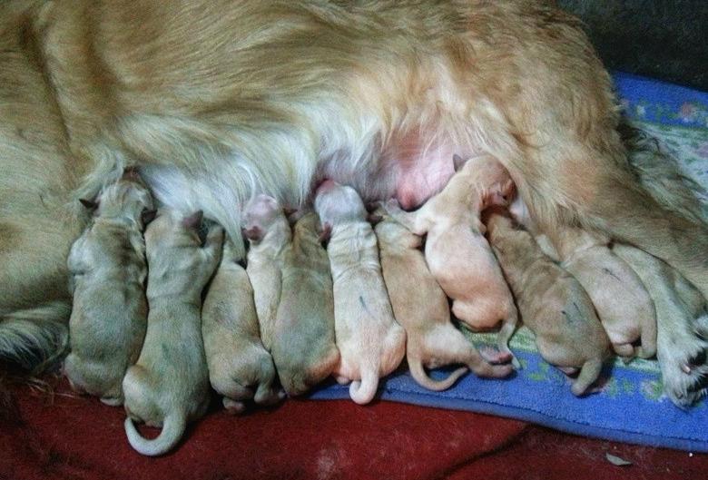 狗狗怀孕要关注哪些重要点,狗狗产后关注事项