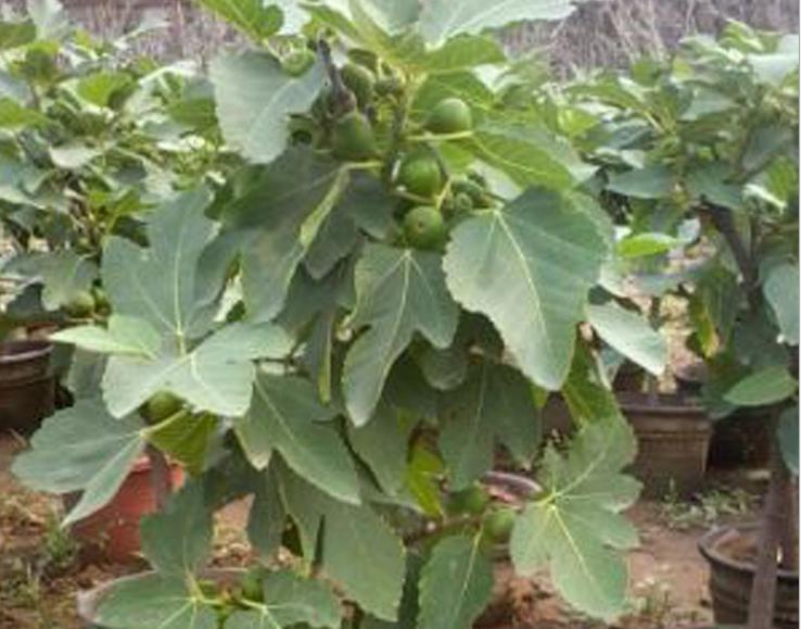 无花果大棚栽培技术,盆栽无花果栽培技术