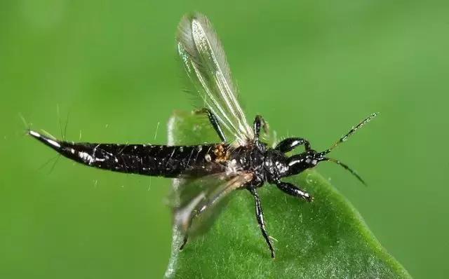 葡萄二星叶蝉虫害防治方法,葡萄的虫害有哪些