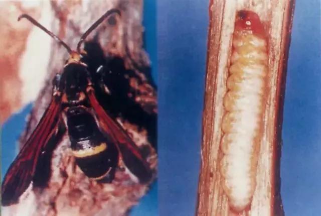 葡萄二星叶蝉虫害防治方法,葡萄的虫害有哪些