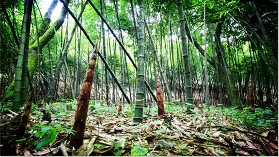 重庆各种笋的做法,重庆新鲜竹笋怎么烧才好吃